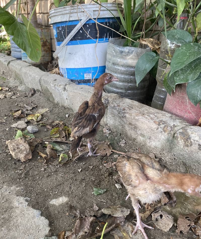 Aseel chicks 4