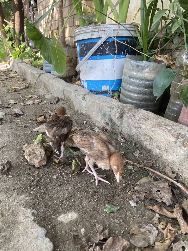 Aseel chicks 7