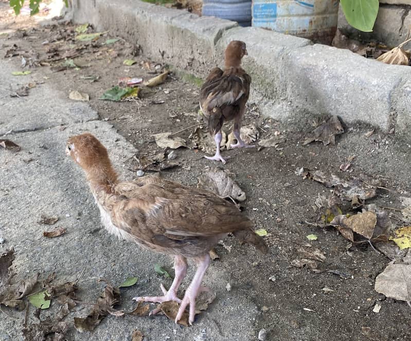 Aseel chicks 9