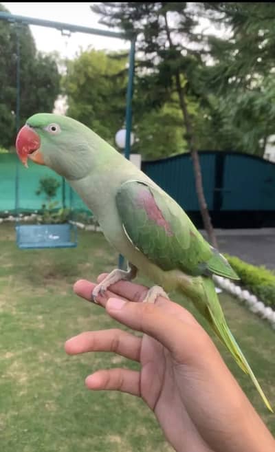 Raw parrot for sale