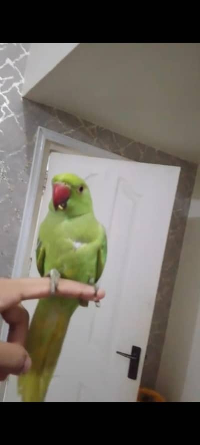 seemi handtem ringnak patha