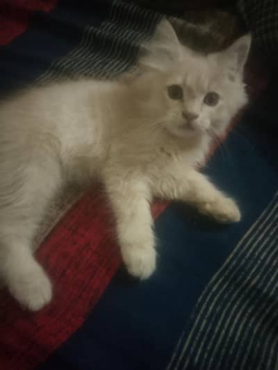 brown male kitten for sale