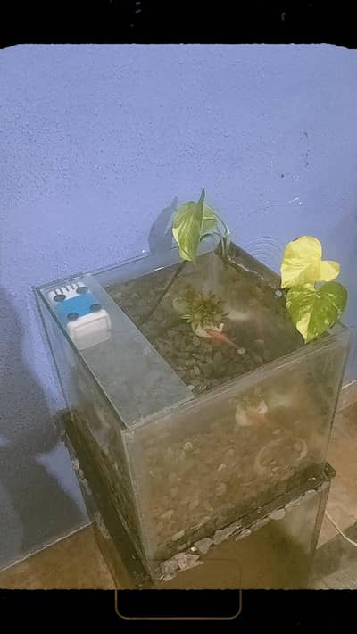 aquarium with table