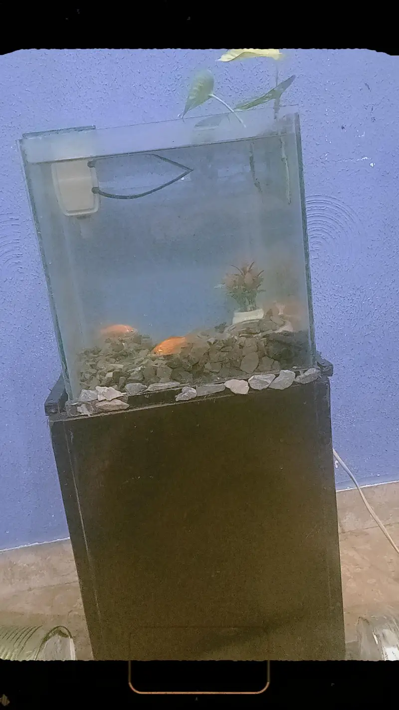 aquarium with table — photo 2