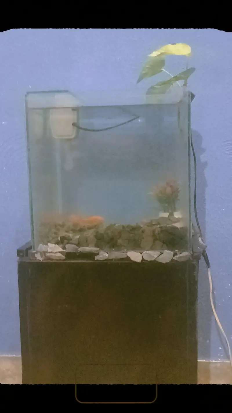 aquarium with table — photo 5