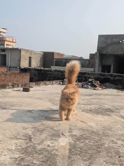 triple coated fluffy hair and friendly