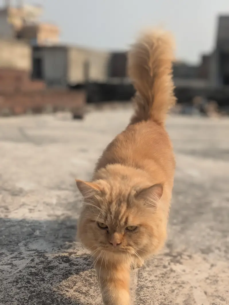 triple coated fluffy hair and friendly — photo 2