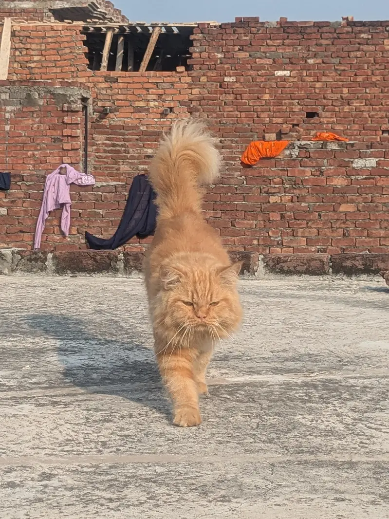 triple coated fluffy hair and friendly — photo 5