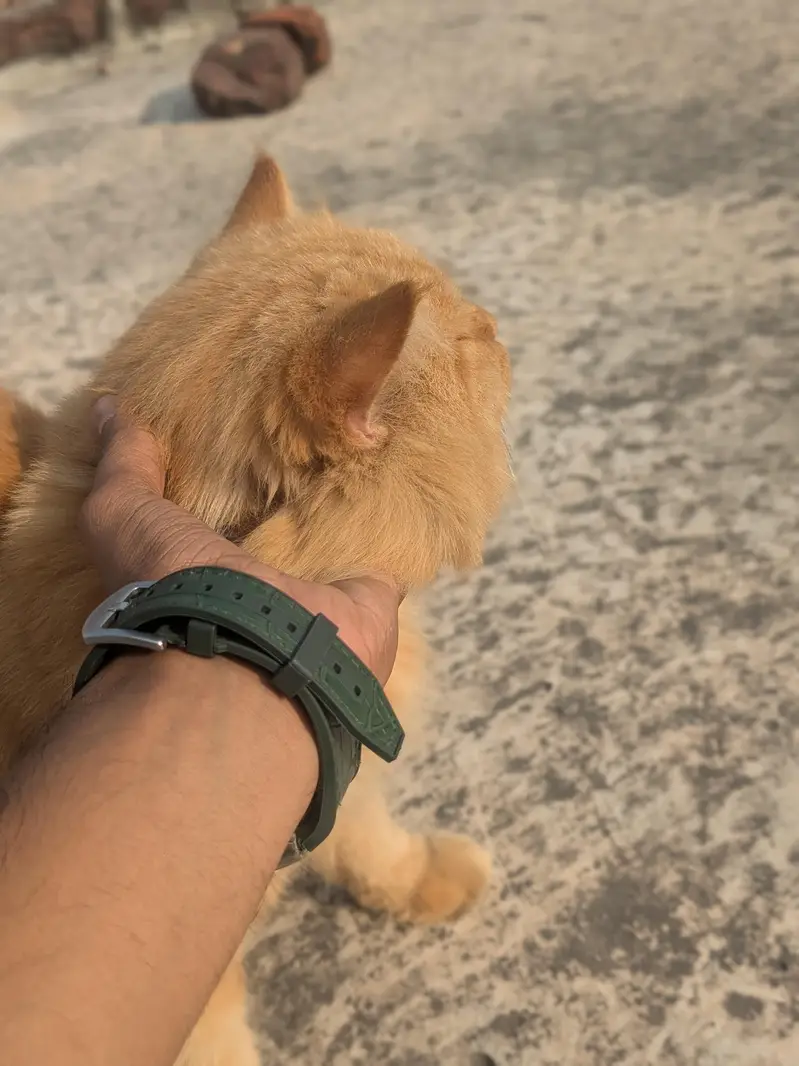triple coated fluffy hair and friendly — photo 6