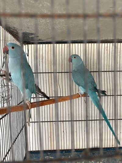 Blue ringneck pair
