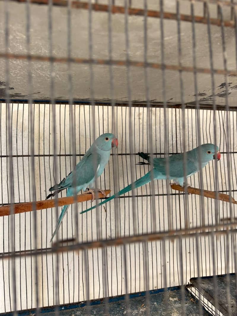 Blue ringneck pair 1