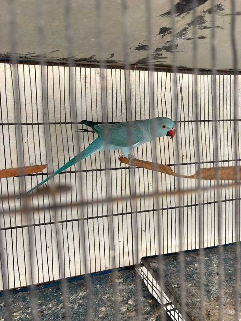 Blue ringneck pair 2