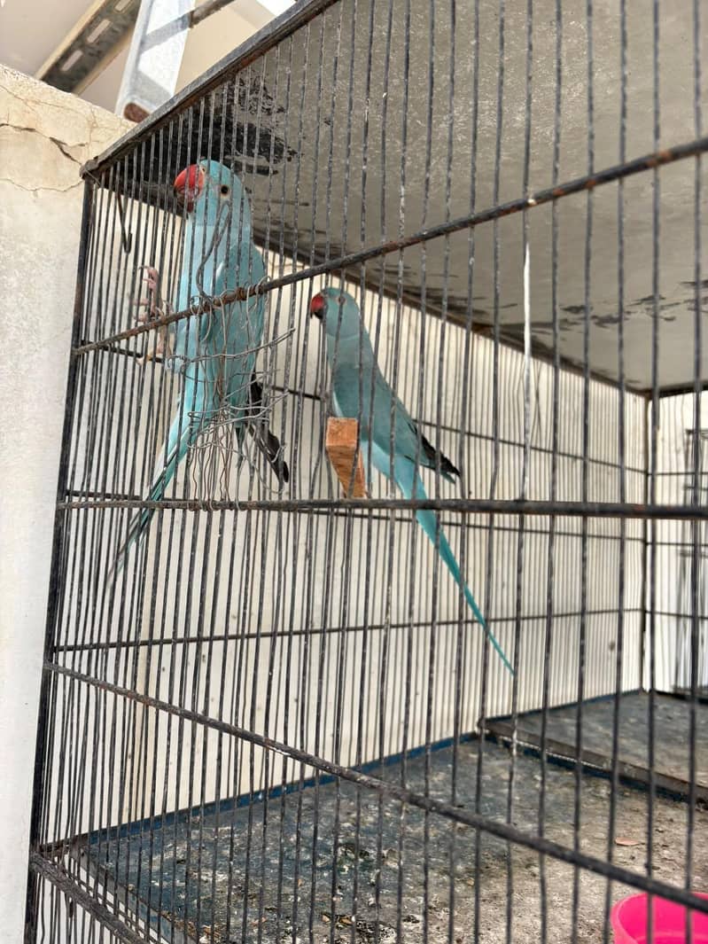 Blue ringneck pair 3