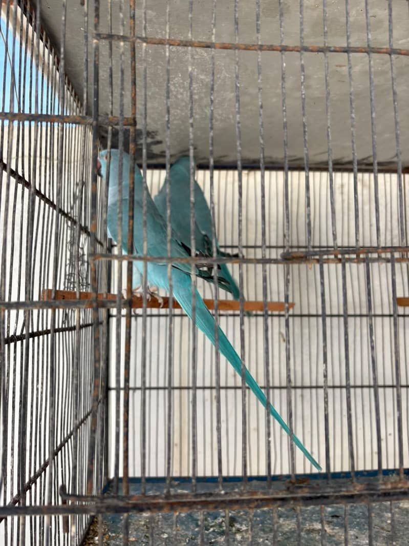 Blue ringneck pair 4