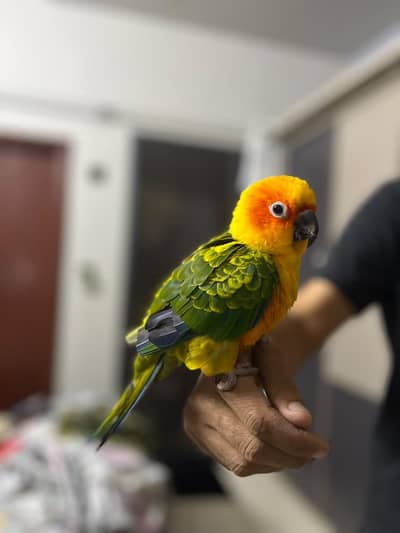 friendly parrots 03228227992 farrukhali