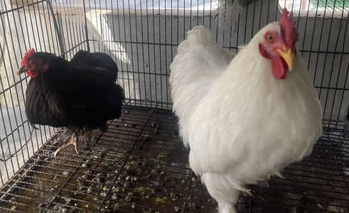Bantam Pair