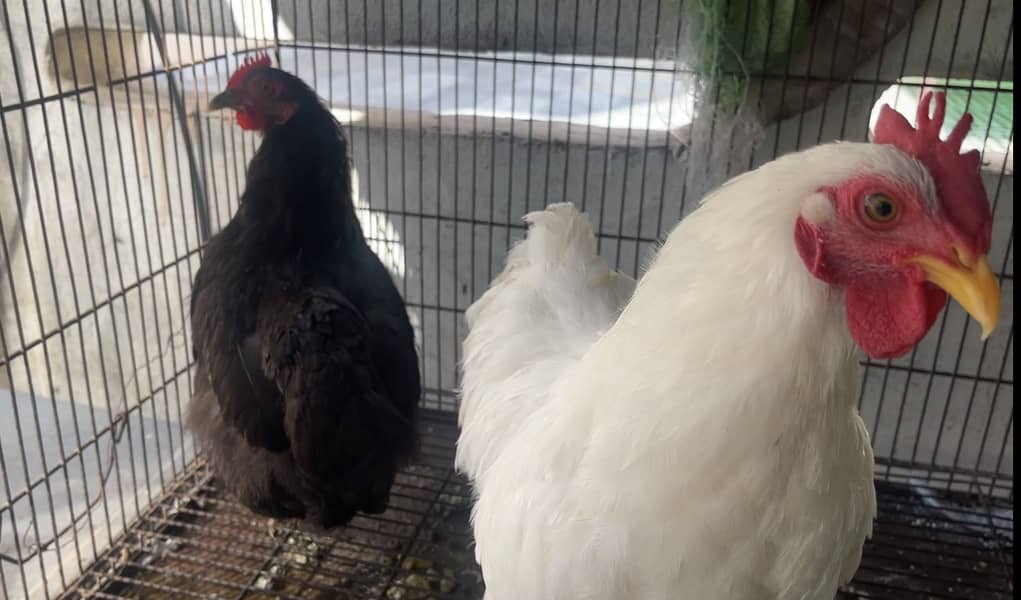 Bantam Pair 1
