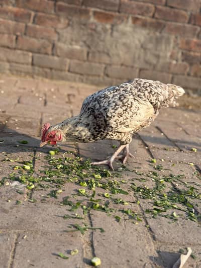2 murge 4 murgiya home breed Desi seel cross