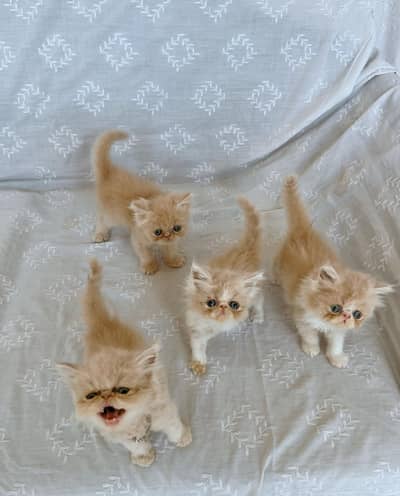 Beautiful Peke-Face Kittens Available!