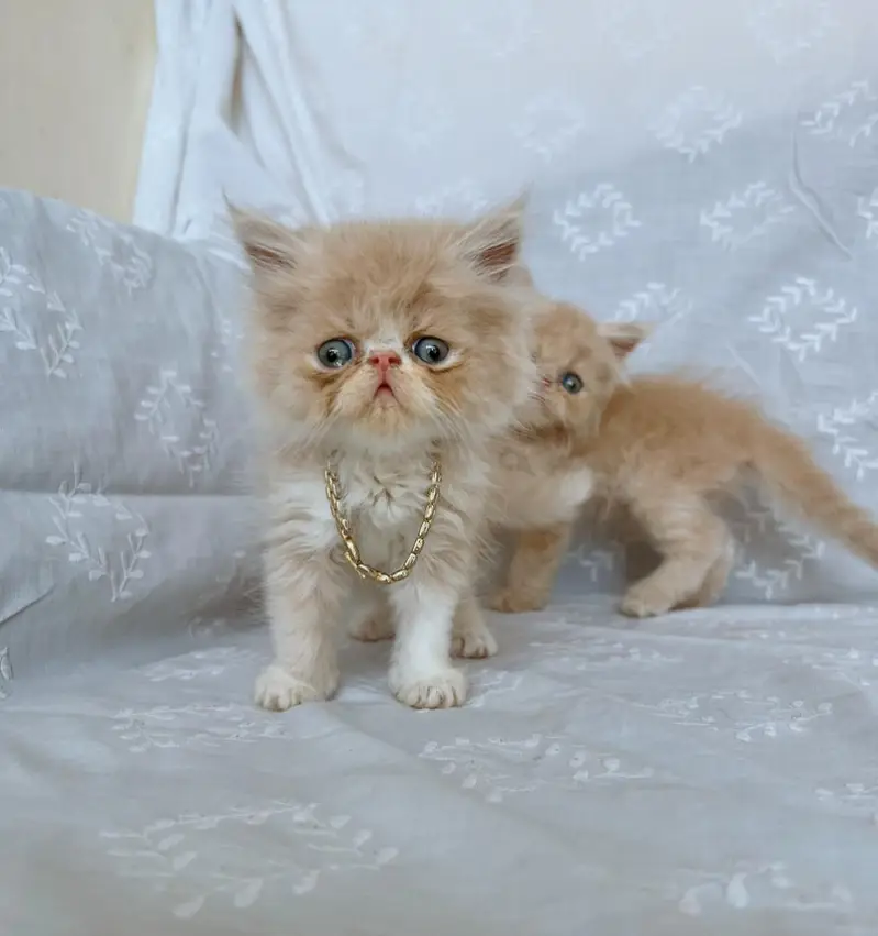 Beautiful Peke-Face Kittens Available! — photo 2