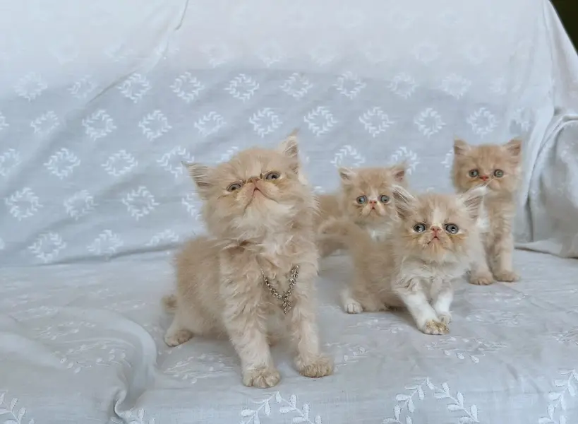 Beautiful Peke-Face Kittens Available! — photo 3