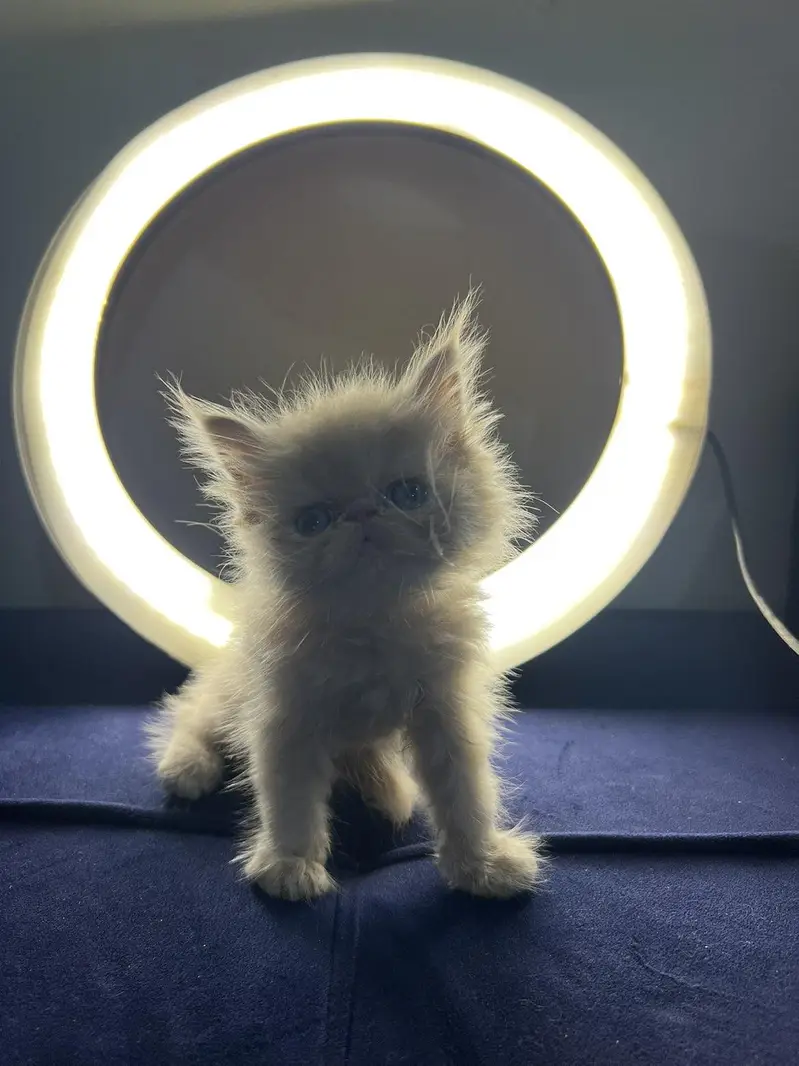 Beautiful Peke-Face Kittens Available! — photo 5