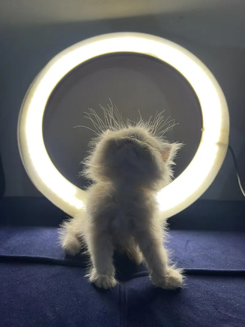 Beautiful Peke-Face Kittens Available! — photo 6
