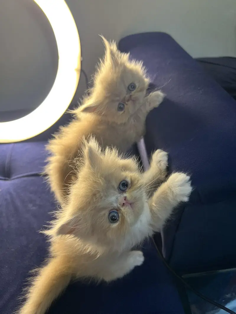 Beautiful Peke-Face Kittens Available! — photo 7
