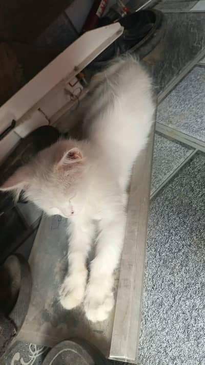 Cute Persion cat pair urgent sale