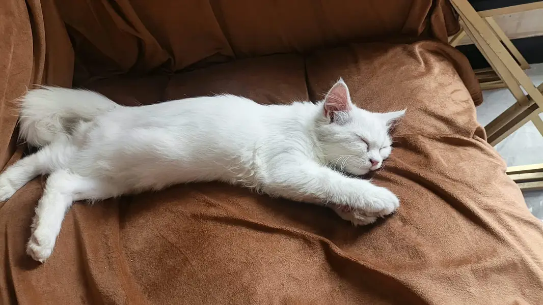 Cute Persion cat pair urgent sale — photo 2