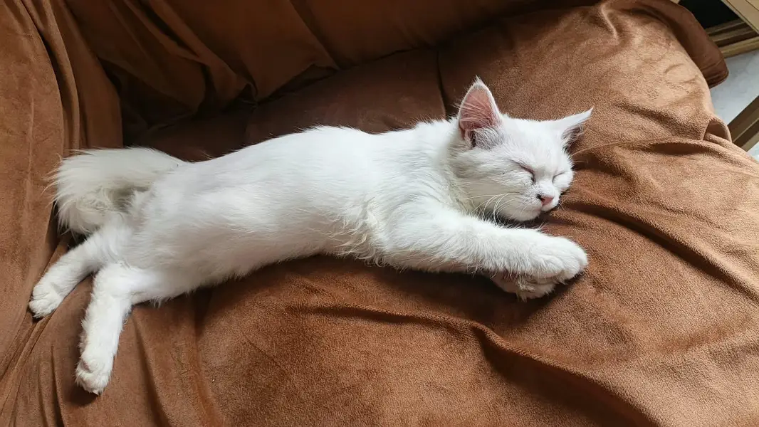 Cute Persion cat pair urgent sale — photo 3