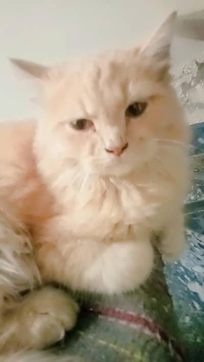 6 months-old Male cat for sale