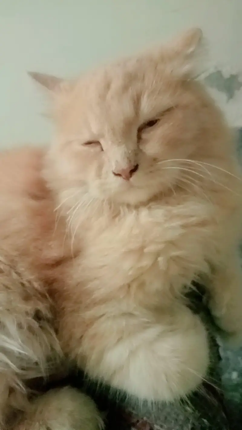 6 months-old Male cat for sale — photo 2