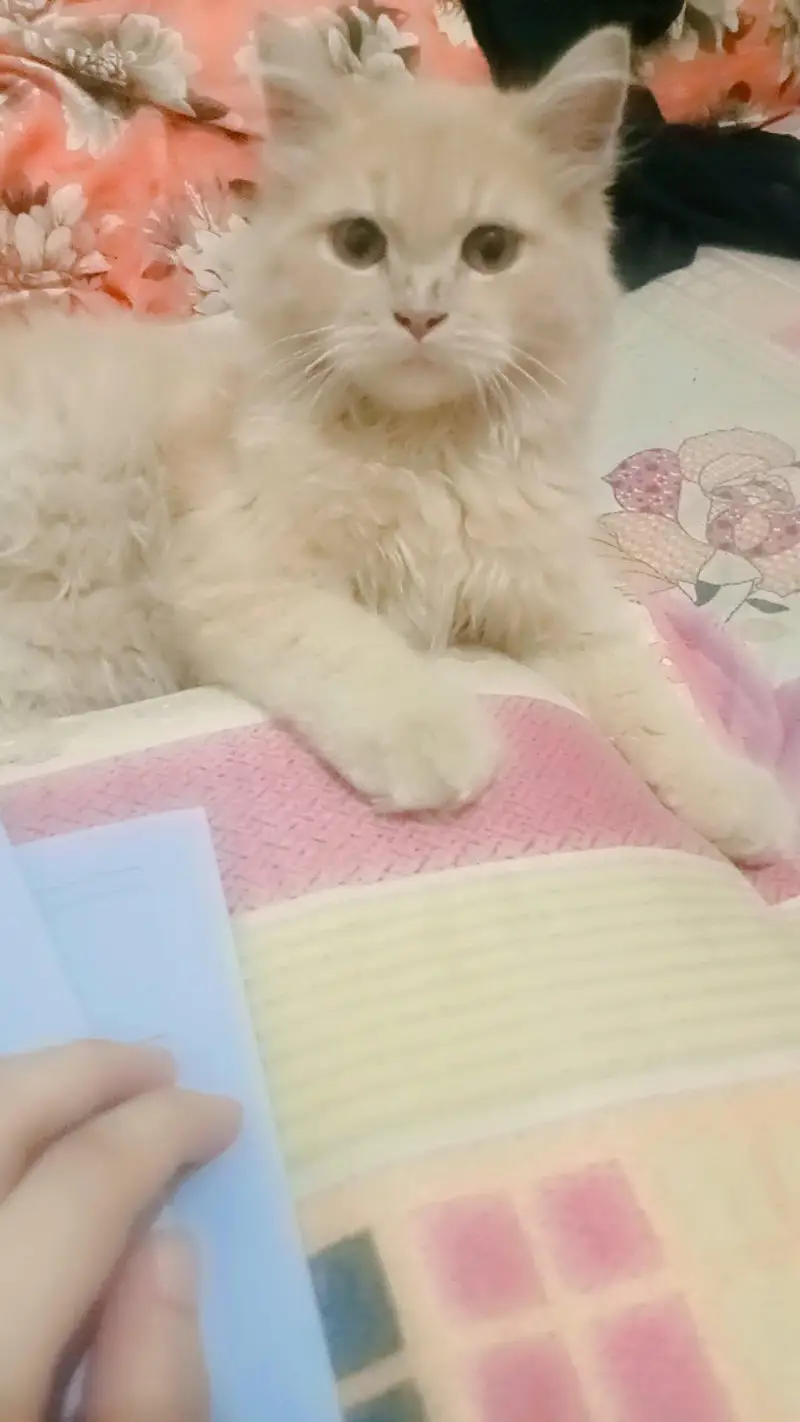 6 months-old Male cat for sale — photo 3