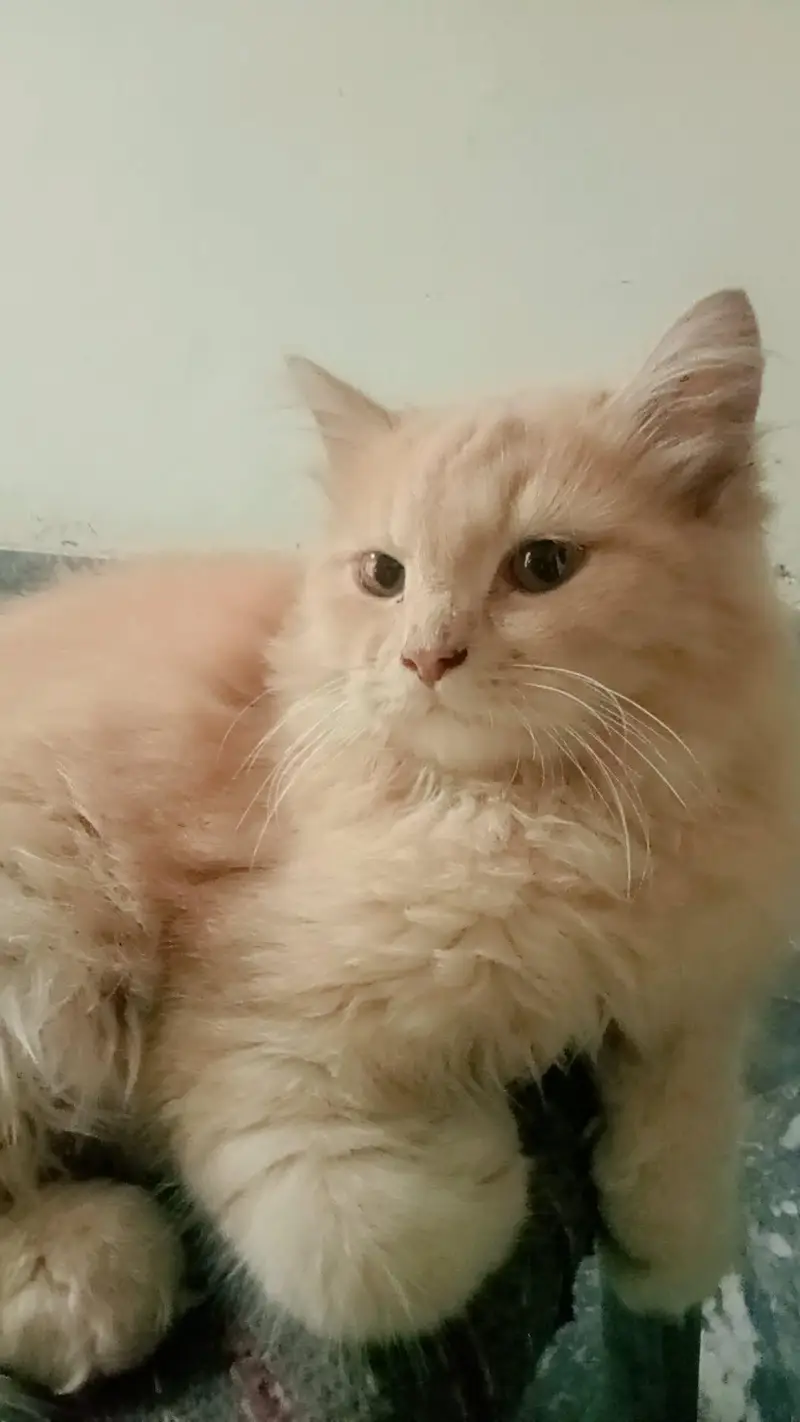6 months-old Male cat for sale — photo 4