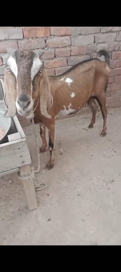 urgent God for sale jisko chahie WhatsApp number 03206819426 contact