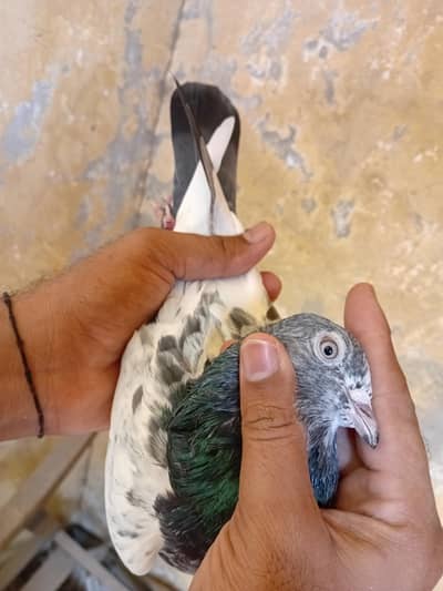 100%pure ferozepuri breeder male for sale /0325/44/122/15