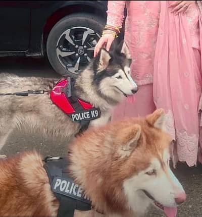 husky for sale multan