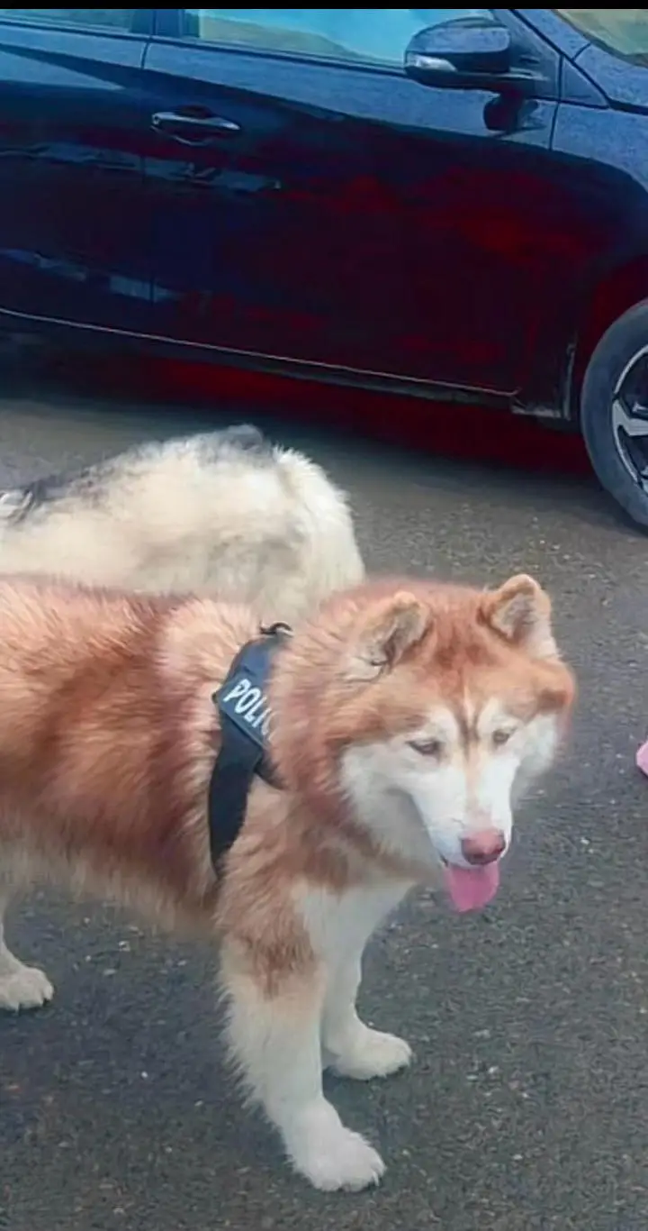husky for sale multan — photo 2