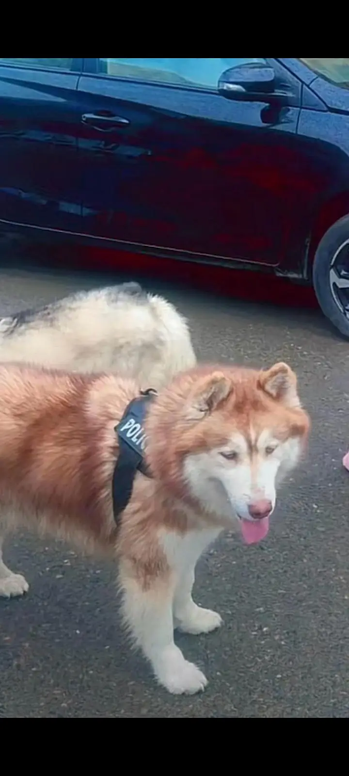 husky for sale multan — photo 3