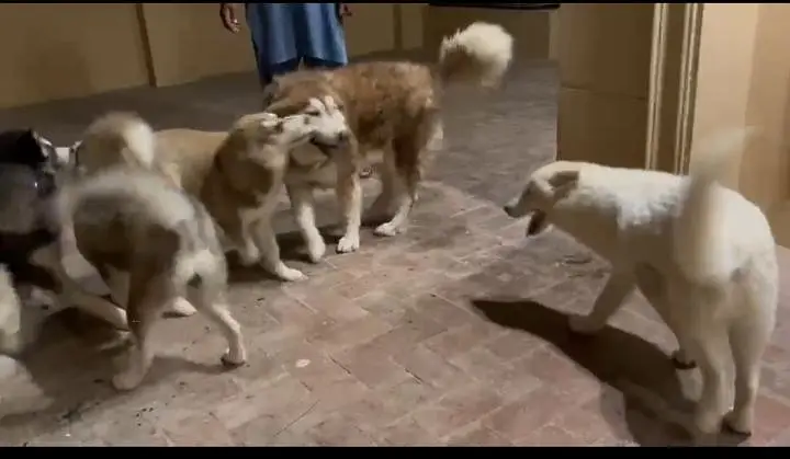 husky for sale multan — photo 4