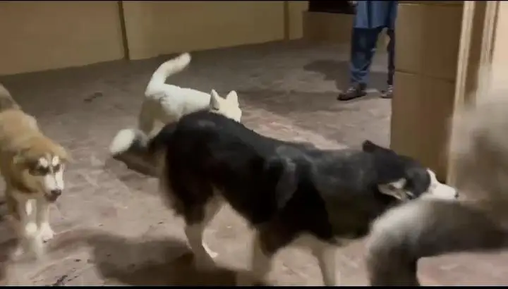 husky for sale multan — photo 5