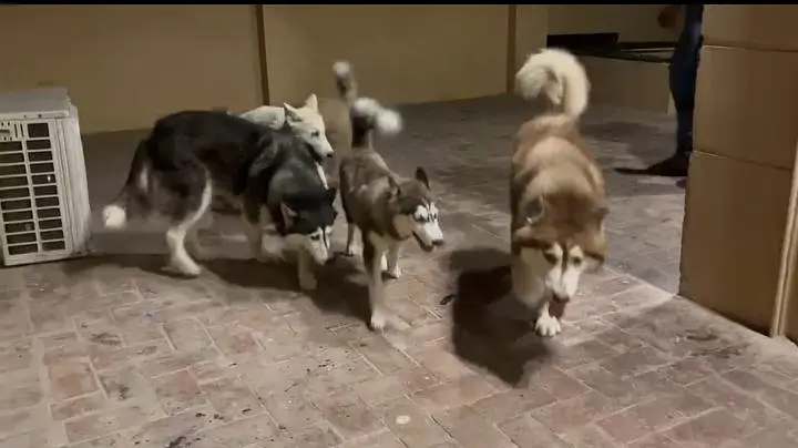 husky for sale multan — photo 6