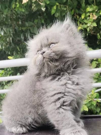 gre punch fece triple cote quality kittan full trnd wtsp 03181833788