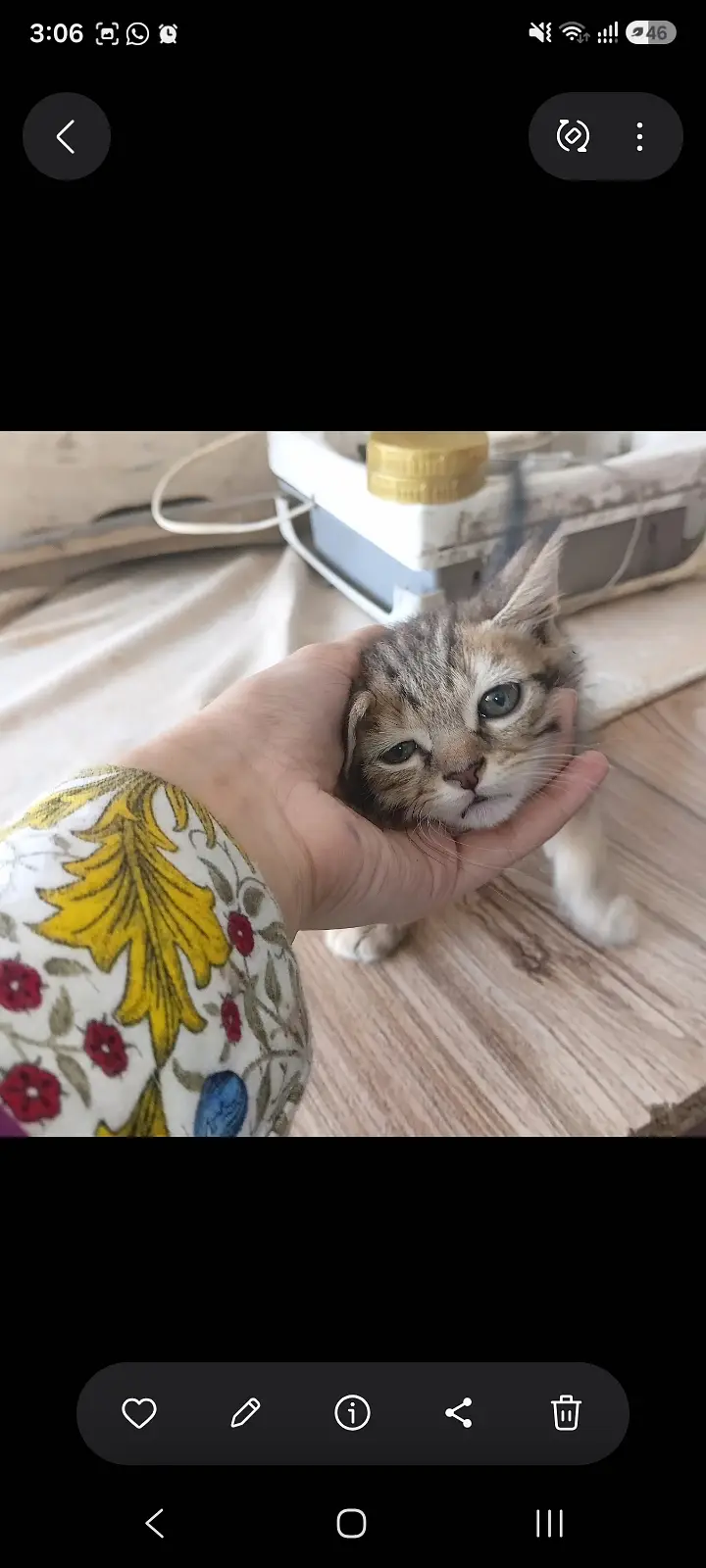 Persian cats litter trained — photo 2