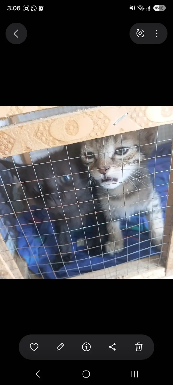 Persian cats litter trained — photo 5