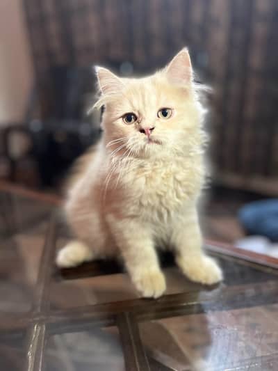persian triple coat