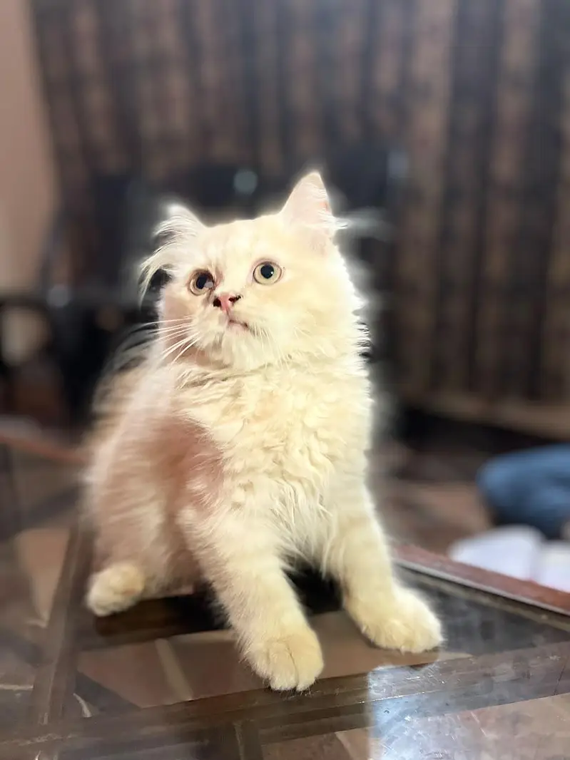 persian triple coat — photo 2