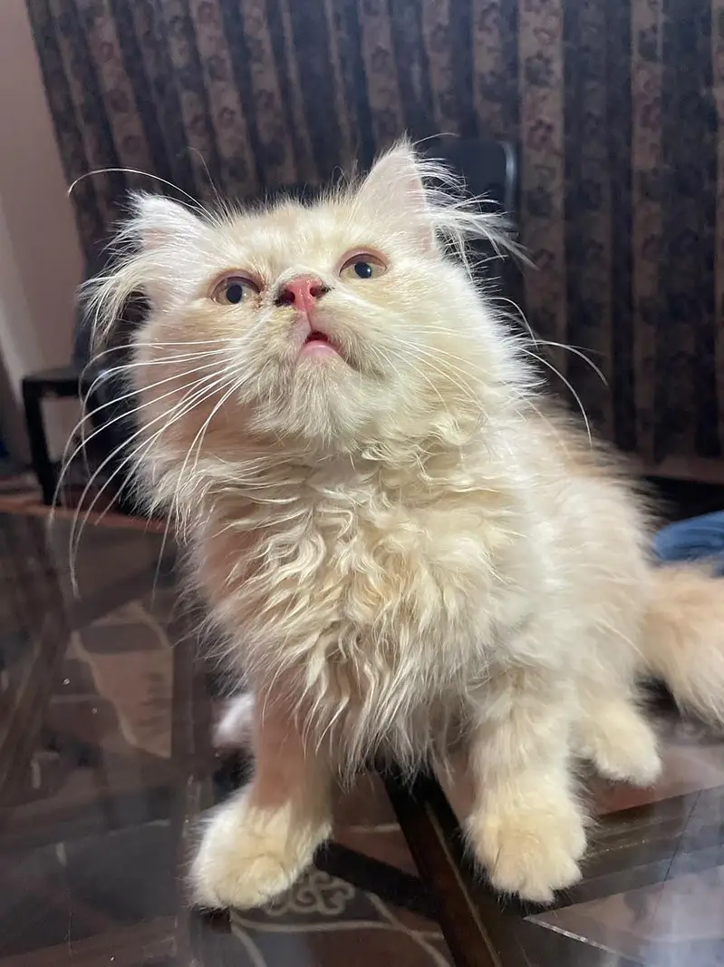 persian triple coat — photo 3