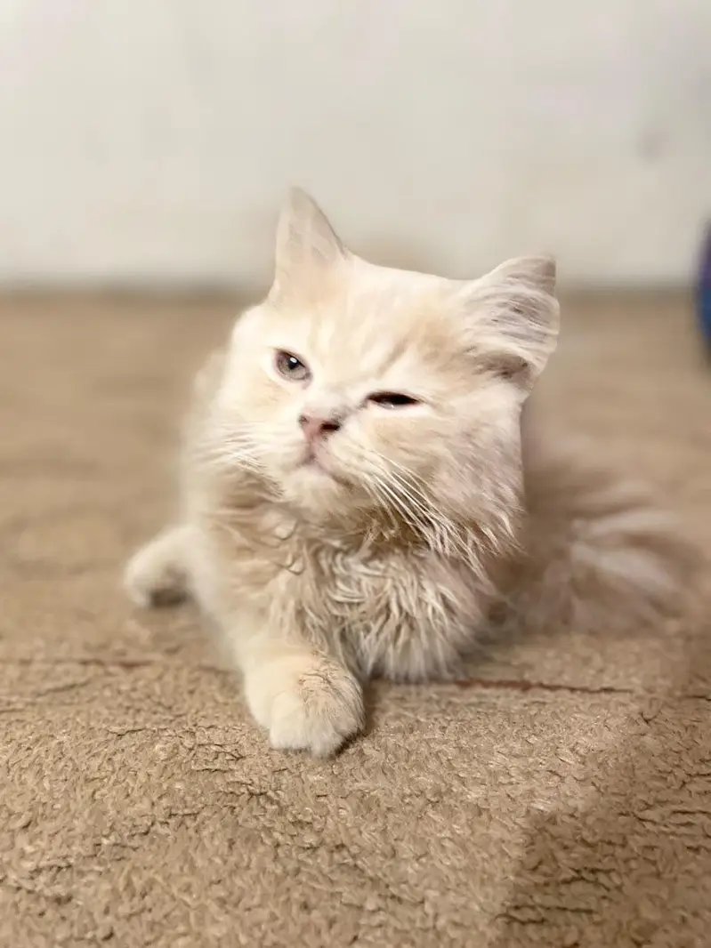 persian triple coat — photo 4
